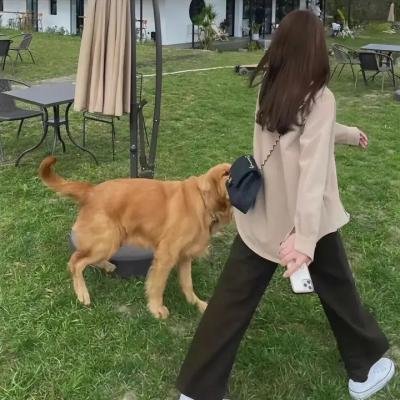 蛊惑狗寻宝